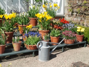 Potted Bulbs, West Dean